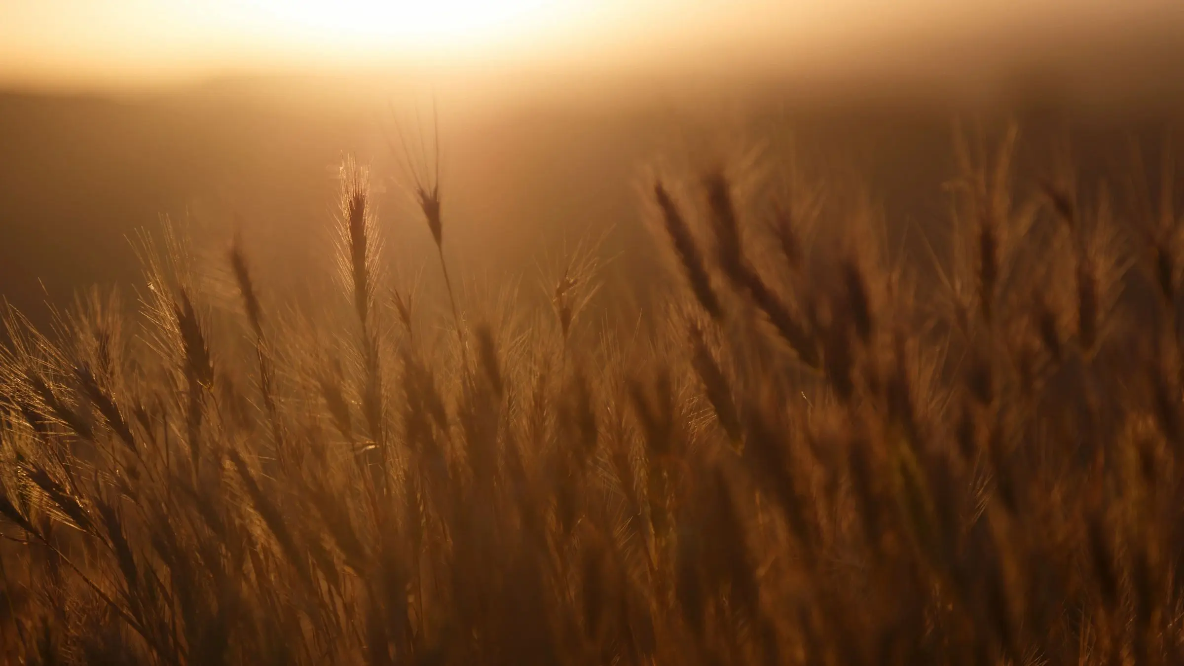 Golden wheat stalks glowing in soft sunlight at sunset.